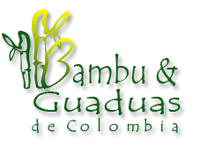 Bamboo y Guaduas de Colombia